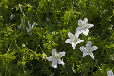 Beyaz bir Geranium Sanguineum çiçeği. Yakın plan. Yatakta büyüyen beyaz bahçe çiçekleri