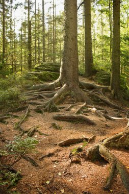 Kozalaklı orman. Kökleri olan ağaç gövdesi