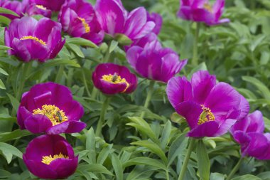 Bahar bahçesinde açan mor şakayık çiçeği.