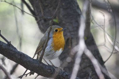 Bir ağaç dalına tünemiş bir bülbülün yakın çekimi