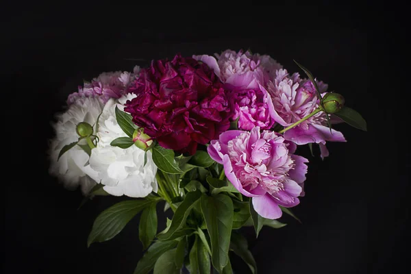 bouquet of pink, purple and white peonies close-up on a black background