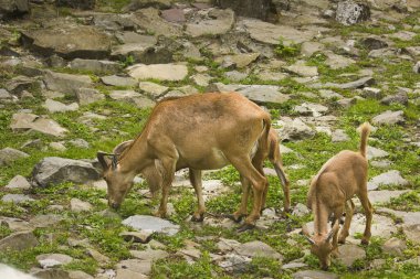 Hayvanat bahçesindeki boz bir koyun. Yavruları olan dişi.