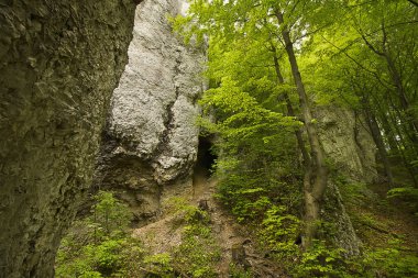 Bir orman manzarası. Yeşil ormandaki bir kaya