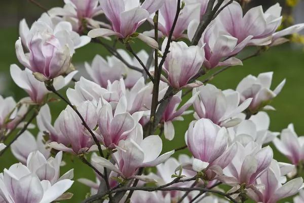 The flowers of a white and pink magnolia close-up on a branch against a background of grass. Sulanja magnolia in bloom