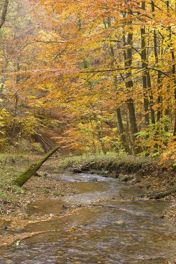  Ormanda altın sonbahar. Sonbahar ormanında bir nehir manzarası