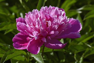 Yakın plan pembe bir şakayık. Çiçekli pembe şakayıklı bir bahçe.