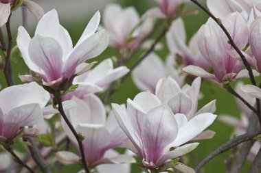 Beyaz ve pembe bir manolyanın çiçekleri, arka plandaki çimlere yakın bir dalda. Sulanja manolyası çiçek açtı
