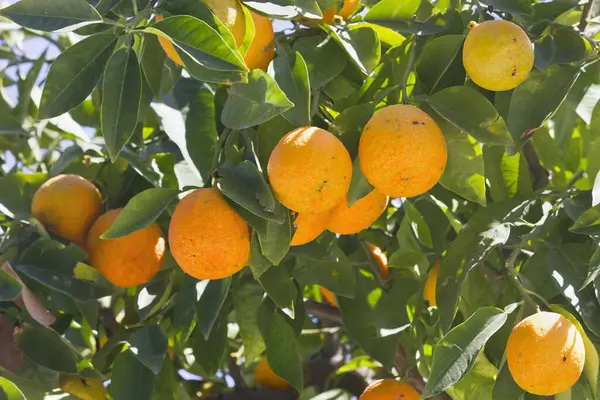 Orange tree branch with ripe fruit close-up