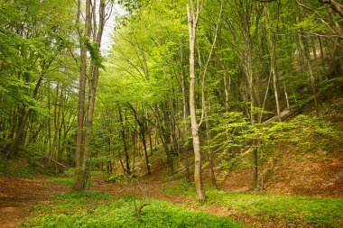 Orman manzarası. Yeşil ağaçlı yaprak döken orman