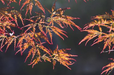 Turuncu Japon akçaağaçlı bir dal yakından ayrılıyor. Japon akçaağaç yaprakları güneş ışığında.