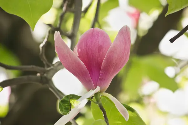 Pink magnolia flowers close-up on a branch. Sulanja magnolia in bloom