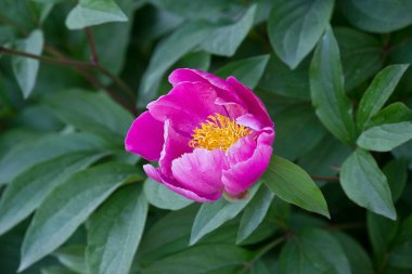 Yakın plan pembe bir şakayık. Çiçekli pembe şakayıklı bir bahçe.