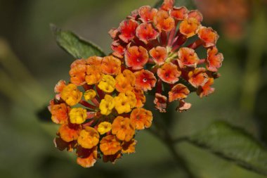 Turuncu lantana çiçekleri yakın plan. Bahçede çiçek açan lantana.