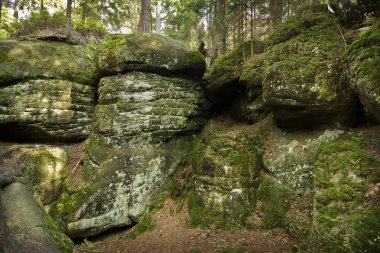 Beyaz Lamprocapnos çiçekli bir dal. Lamprocapnos Bahçede çiçekler.