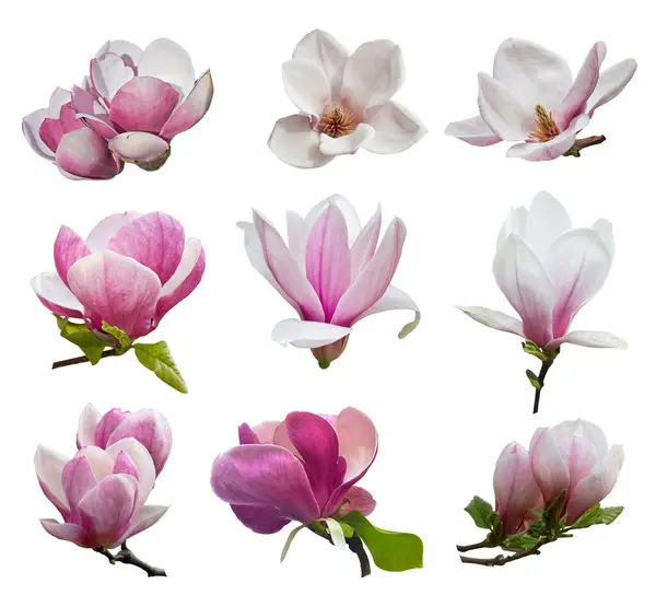 set of nine magnolia flowers isolated on a white background. Close-up of pink magnolia flowers