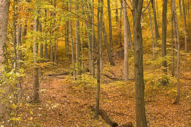 Sonbahar orman manzarası. Sonbahar yaprak döken orman