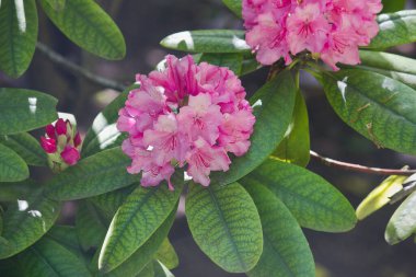 Bahçedeki bir çalıya yakın duran pembe rhododendron çiçekleri. Rhododendron ilkbahar çalısı çiçek açtı