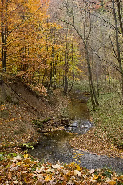  Ormanda altın sonbahar. Sonbahar ormanında bir nehir manzarası