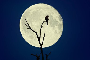 Kuru bir ağacın dalında oturan gece kuşu dolunayın arka planında.