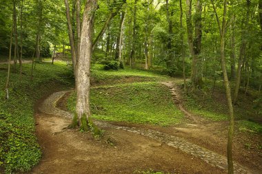 Yeşil bir parkın yamaçta dolambaçlı bir yolu var.