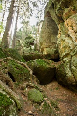 Ormandaki resimli kayalarla dolu bir manzara. Polonya 'daki masa dağları