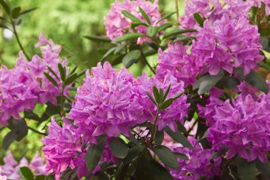 Bahçedeki bir çalıya yakın duran pembe rhododendron çiçekleri. Rhododendron ilkbahar çalısı çiçek açtı