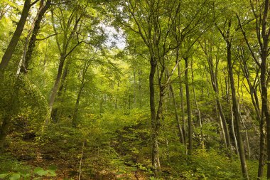 Ormanda resimli kayaların olduğu sonbahar manzarası. Polonya 'nın Doğası