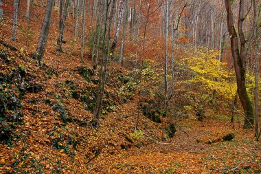 Sonbahar manzarası. Sarı yapraklı bir sonbahar ormanı manzarası