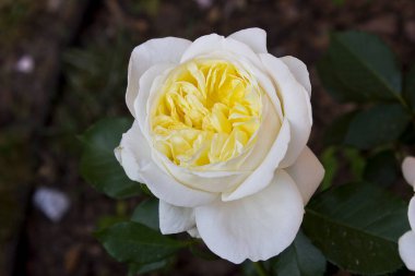 Yakın planda çalıların üzerinde beyaz bir gül. Bahçede açan bir gül çalısı