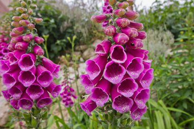 Pembe bahçe yüksükotu yakın plan. Pembe bahçe çiçekleri.