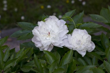 Beyaz şakayıklı yakın plan. Çiçekli beyaz şakayıkların olduğu bir bahçe. 