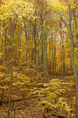 Sonbahar orman manzarası. Sonbahar yaprak döken orman