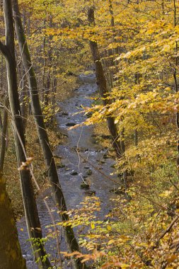  Ormanda altın sonbahar. Sonbahar ormanında bir nehir manzarası