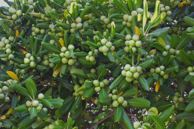 Yakın planda çalılıkta pembe bir gül. Bahçede açan bir gül çalısı