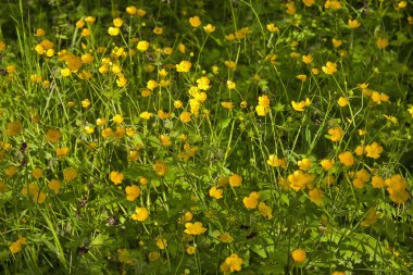 Yakın planda çalılıkta pembe bir gül. Bahçede açan bir gül çalısı