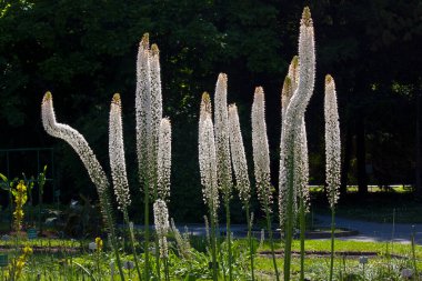 Beyaz çiçekler Eremurus himalaicus yakın plan. Çiçek tarlasında beyaz bahçe çiçekleri