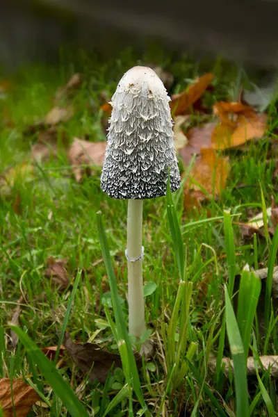 stock image Close-up of a mushroom Coprinus comatus growing among the grass. 