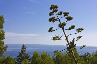 Deniz ve dağların arka planında bir çiçek. Güney bitki örtüsü ve deniz manzarası.
