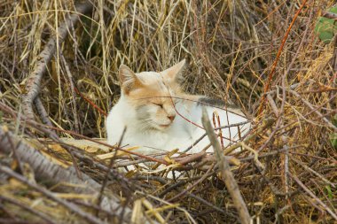 Beyaz ve kızıl benekli kedi kuru çimenlerde uyuyor.