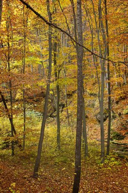 Sonbahar orman manzarası. Sonbahar yaprak döken orman