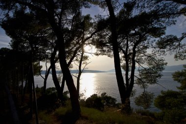 Batan güneş ve ağaç siluetleriyle deniz manzarası. Adriyatik Denizi 'nde Günbatımı.