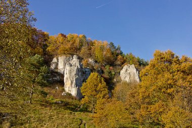 Sonbahar manzarası. Sonbahar ormanında bir kaya