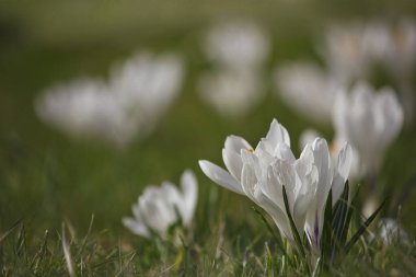Beyaz timsahlar yeşil bir çayırda çiçek açarlar.