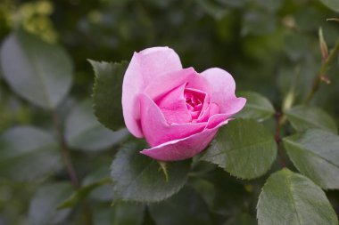 Bahçedeki çalıların üzerinde pembe bir gül.