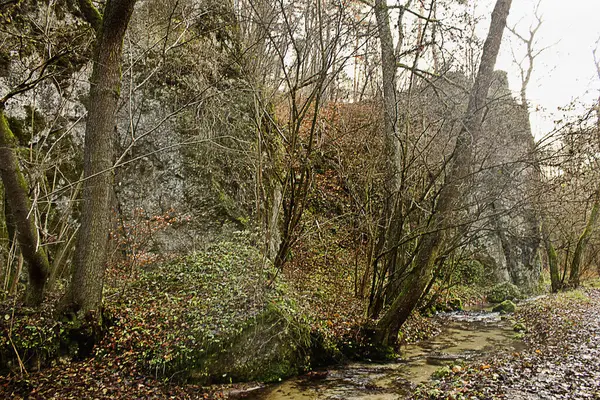 Devrilmiş ağaçları, bir kayası ve bir orman deresi olan sonbahar manzaralı bir orman. Sonbaharın sonlarında ormanda