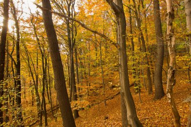 Sarı ağaçlar ve düşen yapraklarla sonbahar ormanı