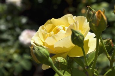 Bahçedeki çalılara yakın sarı bir gül.