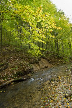 Ormanda küçük bir nehri olan sonbahar manzarası
