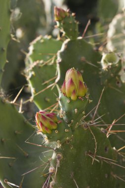 Kaktüs tomurcuğunun yakın çekimi. Opuntia kaktüsü çiçek açtı.. 