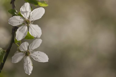 Bir dala yakın iki beyaz kiraz çiçeği. Beyaz çiçekli bahar arkaplanı ve kopyalama alanı